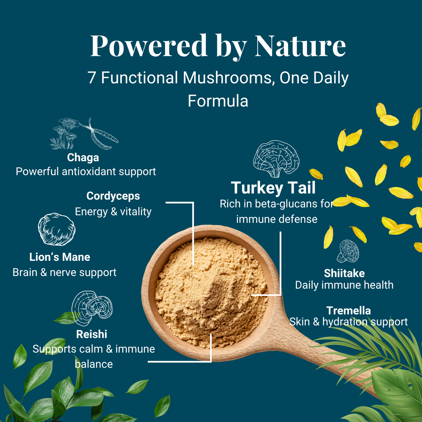The seven functional mushrooms for dog immune support