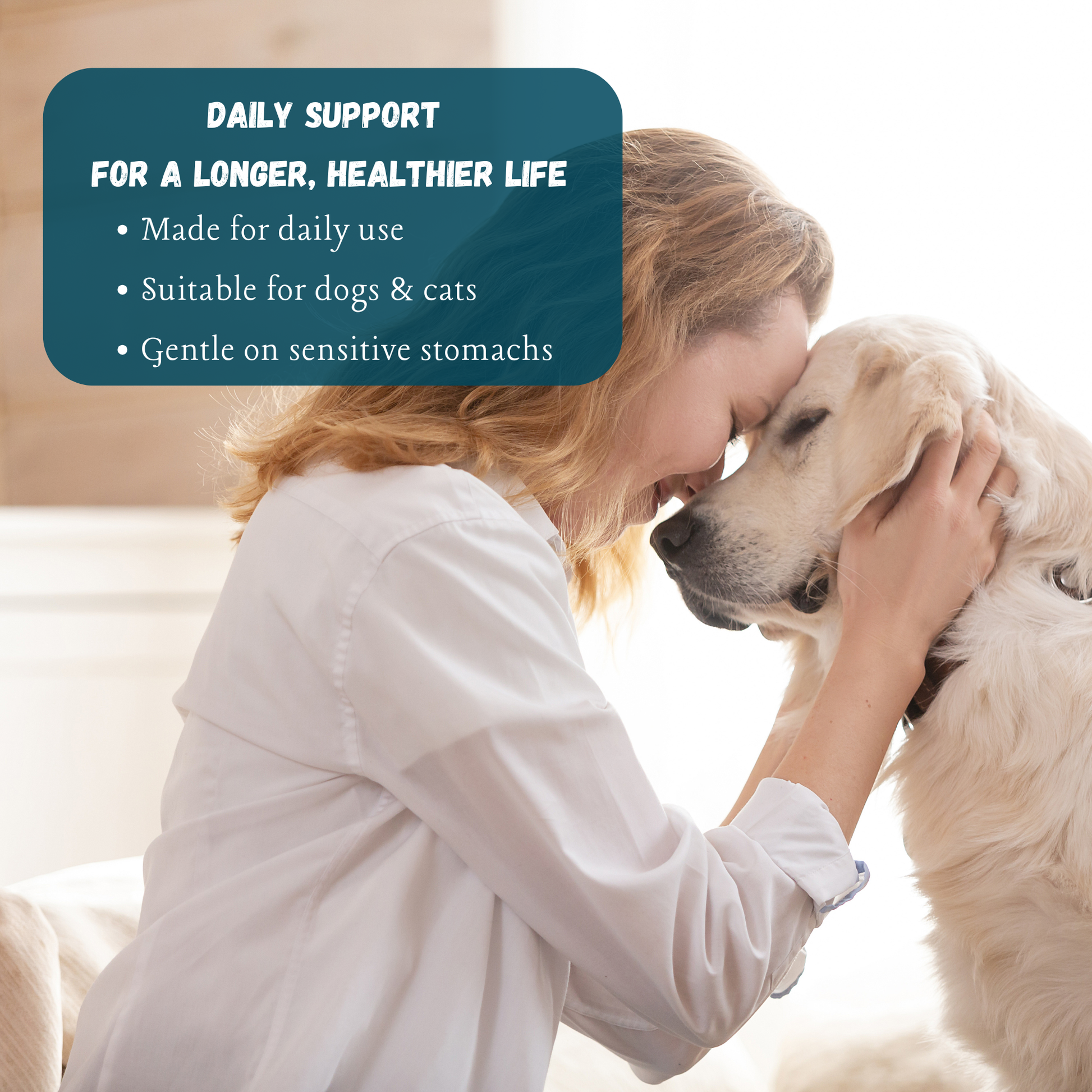 Daily mushroom supplement for healthy ageing in dogs