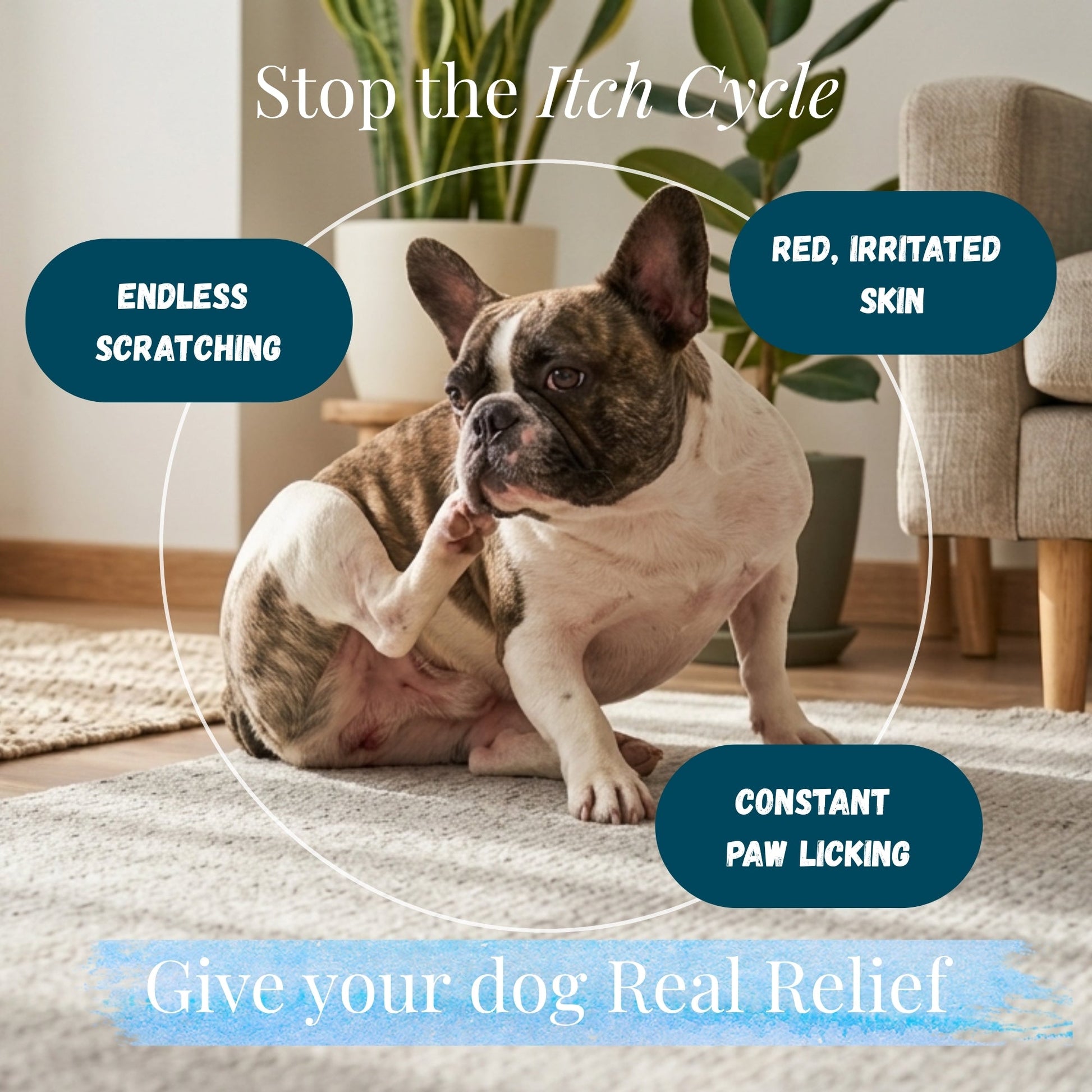 Dog allergy symptoms, itching and scratching skin