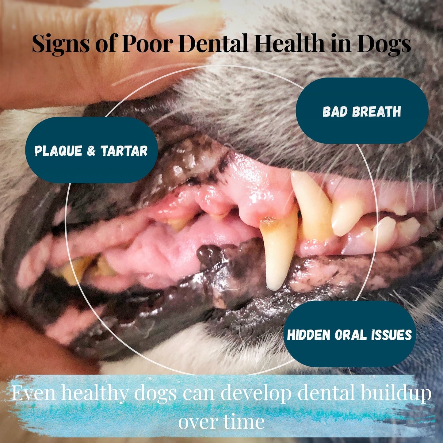 Dog showing plaque, tartar and bad breath
