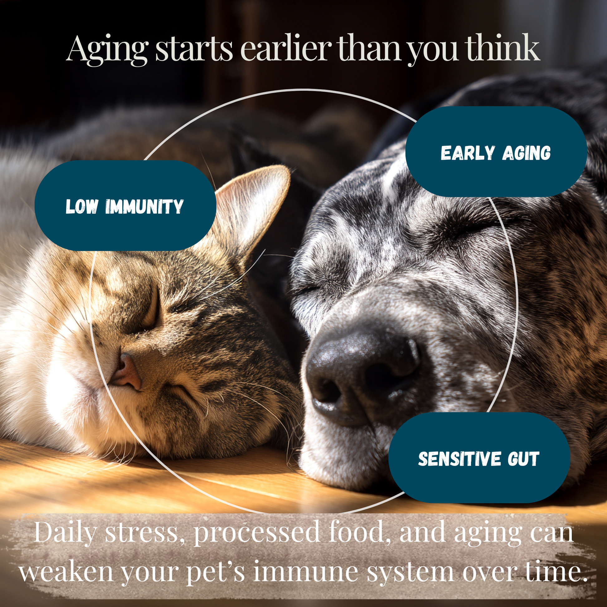 Natural immune system support supplement for dogs