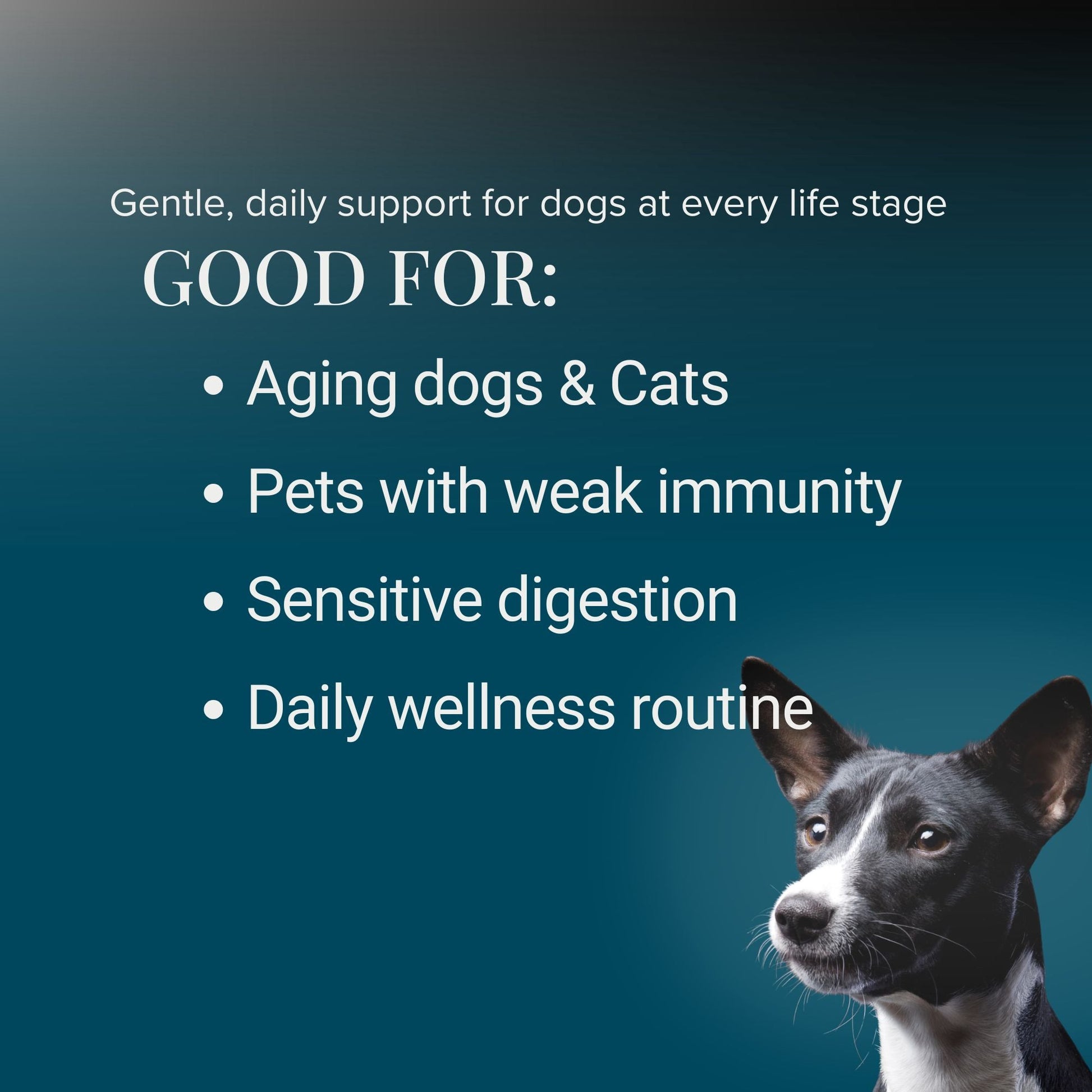 Which dogs may benefit from a mushroom supplement