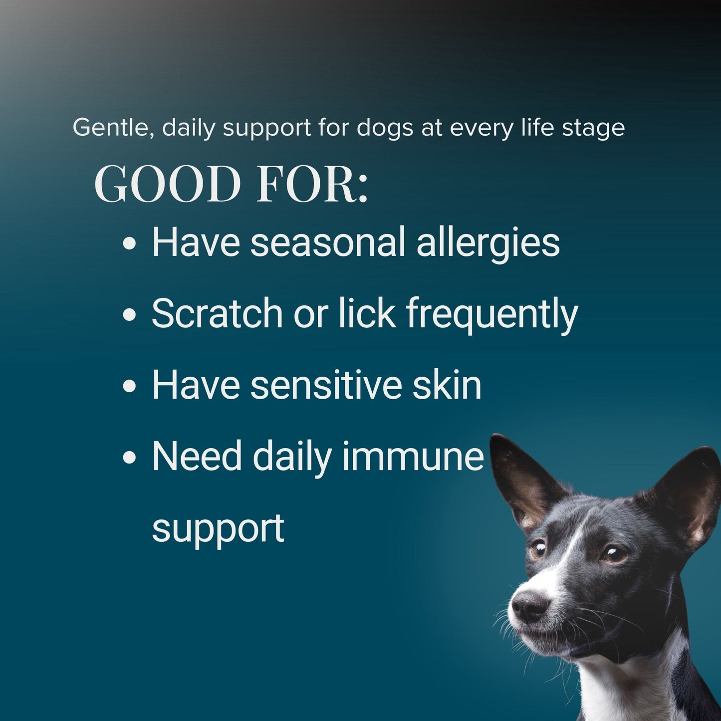 Which dogs may benefit from quercetin allergy support